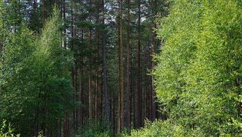 bellissimo estate giorno nel Norvegia Forrest con verde natura riempire con alto alberi nel il sfondo foto
