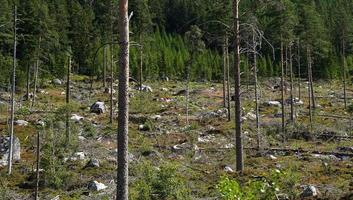 distruggere natura alberi paesaggio riempire con morto alberi e rocce foto