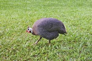 bellissimo Guinea pollame nel giardino foto