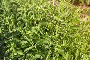 Stevia pianta con sera luce del sole foto