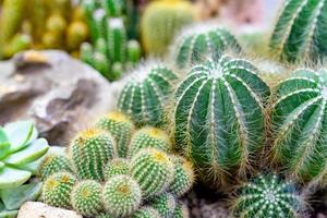 primo piano varie piante di cactus in giardino foto