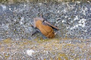 Marrone pipistrello su il parete foto