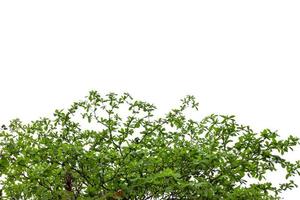 verde mare mandorla le foglie con albero ramo, isolato su bianca sfondo foto