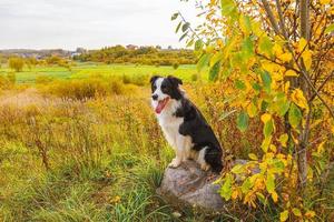 divertente sorridente cucciolo di cane border collie giocando seduto su pietra nel parco all'aperto, autunno giallo secco foglie fogliame sfondo. cane a camminare in una giornata autunnale. ciao concetto di tempo freddo autunnale. foto