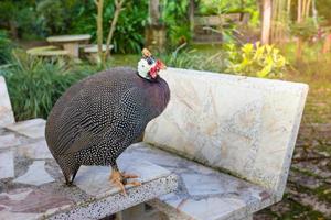 bellissimo Guinea pollame su tavolo roccia foto