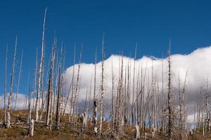 bruciato casetta polo pino alberi nel ghiacciaio nazionale parco foto
