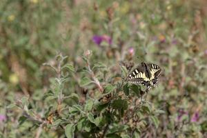 farfalla a coda di rondine in toscana foto