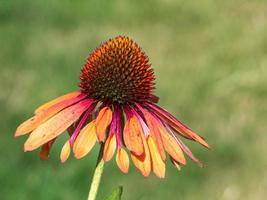 echinacea arancione che fiorisce in un giardino inglese foto