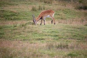 rosso lechwe antilope pascolo foto