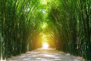 tunnel bambù albero con luce del sole. foto