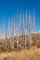 bruciato casetta polo pino alberi nel ghiacciaio nazionale parco foto