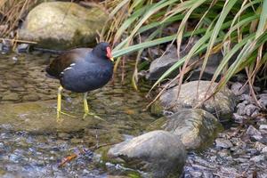 Comune gallinella d'acqua, gallinula cloropo, guadare attraverso un' superficiale ruscello foto