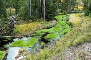 vivace verde crescita nel un' torrente nel Yellowstone foto