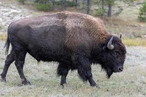 bisonte americano nel parco nazionale di yellowstone foto