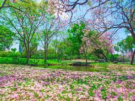 fiori di rosa tromba alberi siamo fioritura nel pubblico parco di bangkok, Tailandia foto