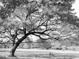 nero e bianca paesaggio Immagine di grande albero con un' bicicletta nel il parco foto