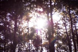 sfocatura natura sfondo, foresta con luce del sole a Alba. foto