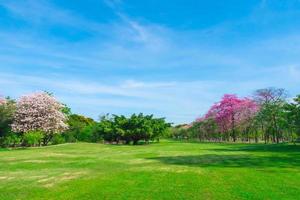 fiori di rosa tromba alberi siamo fioritura nel pubblico parco di bangkok, Tailandia foto