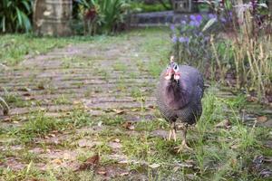 bellissimo Guinea pollame nel giardino foto