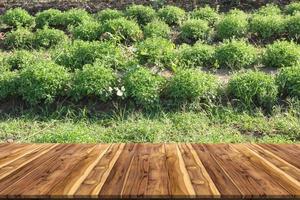 di legno tavolo con Stevia pianta, erba pianta foto