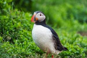 bello atlantico puffino uccello o fratercula artico in piedi su il erba di il scogliera su estate nel Islanda