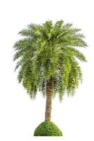 coda di volpe palma albero isolato su bianca sfondo foto