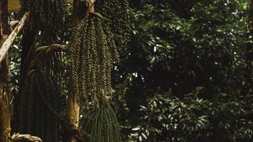 pioggia Forrest struttura foto