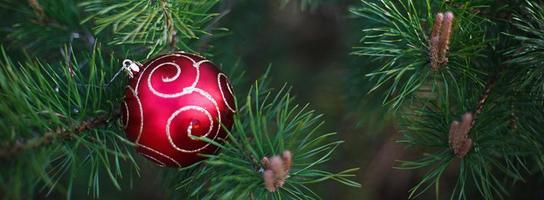 il rosso Natale palla è dire bugie su il lungo verde aghi di pino rami. nuovo anni concetto, verde naturale sfondo-abete paterno. spazio per testo foto