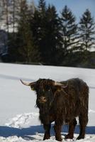 animale di vacca in inverno foto