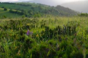 paesaggio natura estate foto