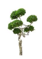 albero dei bonsai isolato su sfondo bianco foto