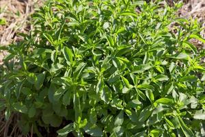 Stevia pianta con sera luce del sole foto