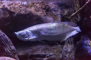 pesci che nuotano in acquario foto