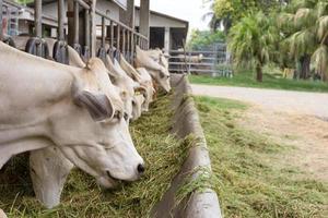 Manzo bestiame mucca bestiame nel azienda agricola foto