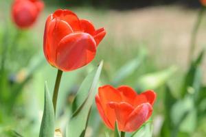 tulipani rossi tre su steli. foto