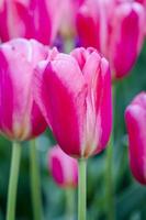 skagit valley oregon campi di tulipani