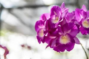 bellissimo fiore di orchidea tailandese foto