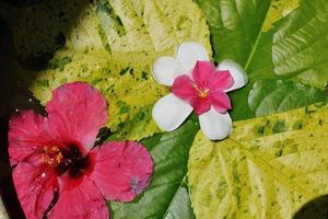 tazza d'acqua con bellissimi fiori sullo sfondo foto