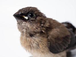 immagine di bambino javan munia uccello foto