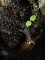 vicino su sparare di un' giardino lumaca foto