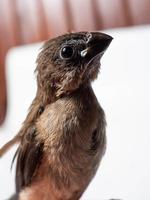 immagine di bambino javan munia uccello foto