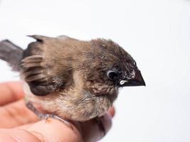 immagine di bambino javan munia uccello foto