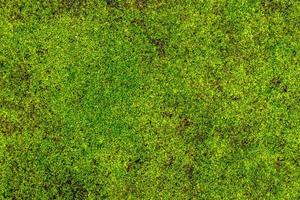 piante di erba verde fresca, utilizzate per lo sfondo con un tema naturale, concetto naturale foto