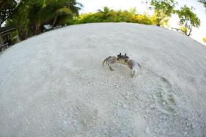 granchio su una spiaggia di sabbia bianca foto