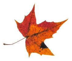 pezzato rosso autunno foglia di acero albero isolato foto