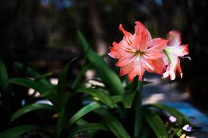 hippeastrum fiore su buio sfondo foto