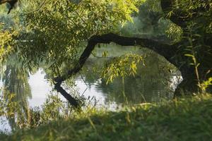 vecchio salice al di sopra di il foresta fiume. foto