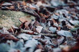 vicino su di asciutto autunno le foglie su il terra foto