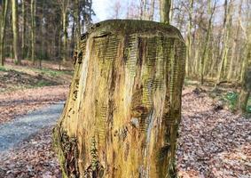 bella vista in una fitta foresta verde con luce solare intensa che proietta un'ombra profonda foto