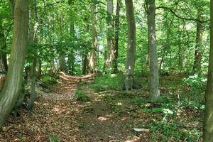 bella vista in una fitta foresta verde con luce solare intensa che proietta un'ombra profonda foto